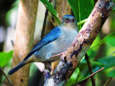 figuinha-do-mangue-Conirostrum-bicolor