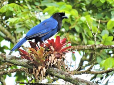 gralha-azul-Cyanocorax-caeruleus