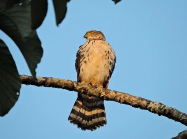 gaviao-bombachinha-grande-Accipiter_bicolor