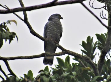 gaviao-caracoleiro-Chondrohierax_uncinatus