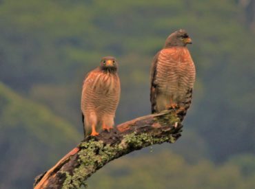 gaviao-carijo_Rupornis_magnirostris