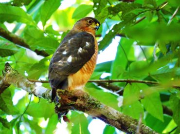 gaviao-miudinho_Accipiter_superciliosus