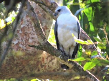 gaviao-pombo-pequeno_Amadonastur_lacernulatus