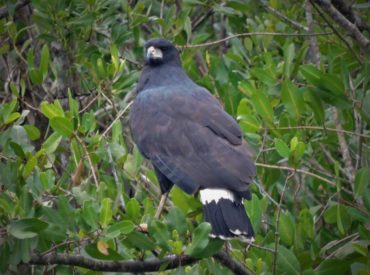 gaviao-preto_Urubitinga_urubitinga