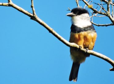 macuru-de-barriga-castanha-Notharchus_swainsoni