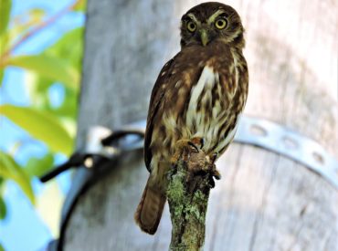 cabure-Glaucidium-brasilianum