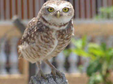 coruja-buraqueira-athene-cunicularia