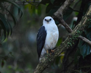 gaviao-pombo-pequeno