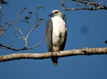 gaviao-pombo-pequeno