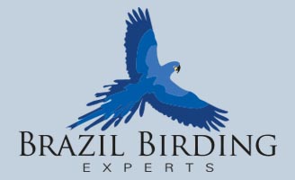 Brazil Birding Experts
