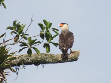 carcara_Caracara_plancus