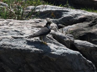 falcao-peregrino_Falco_peregrinus