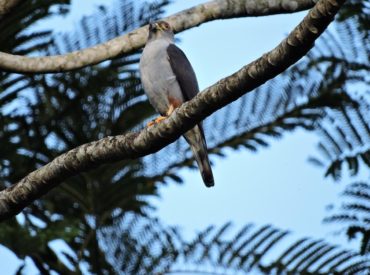 gaviao-bombachinha-Harpagus_diodon