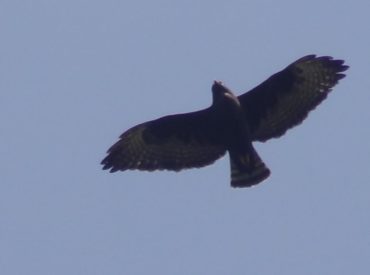 gaviao-de-cauda-curta_Buteo_brachyurus