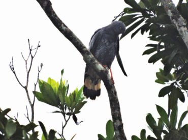 gaviao-pernilongo_Geranospiza_caerulescens