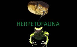 Herpetofauna