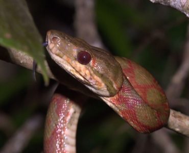 Equipe se aventura pelos rios de Peruíbe (SP) em busca da suaçuboia