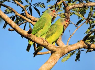 papagaio-de-cara-roxa-amazona-brasilienses