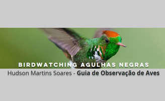 Birdwatching Agulhas Negras - Hudson Martins Soares